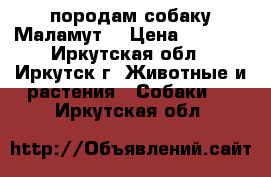 породам собаку Маламут. › Цена ­ 5 000 - Иркутская обл., Иркутск г. Животные и растения » Собаки   . Иркутская обл.